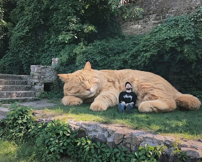 If Cats Were Giants: 24 Surreal Images Created By This Artist (New Pics)