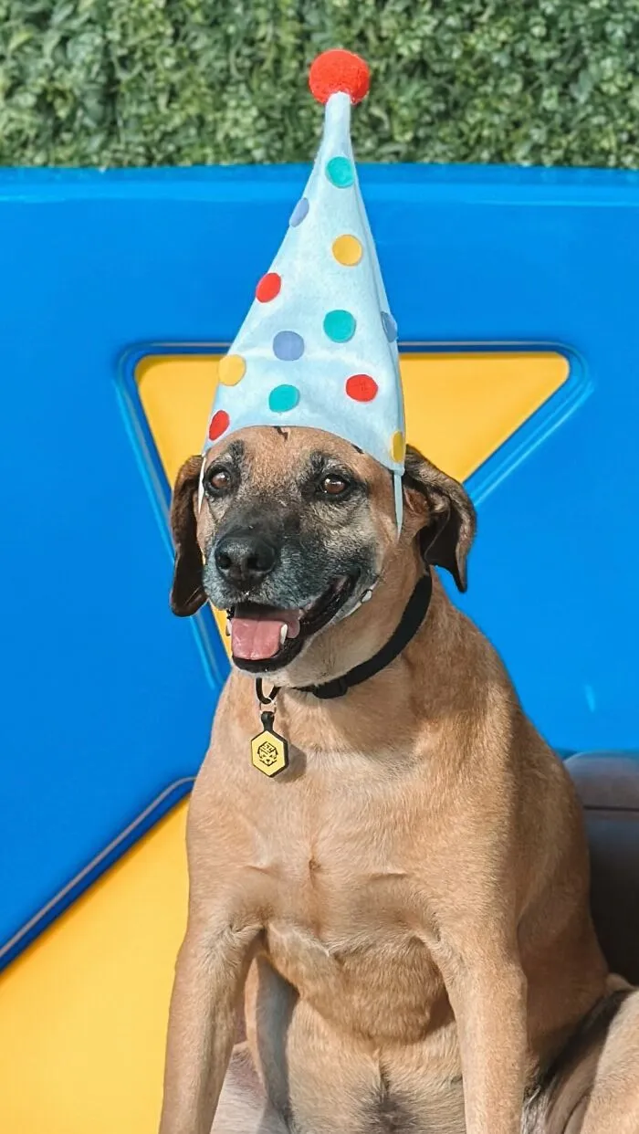 From Street Dog To Gas Station Star: The True Story Of Matuê, The Pup Who Won Over A City — And The Internet-Interview (24 Pics)
