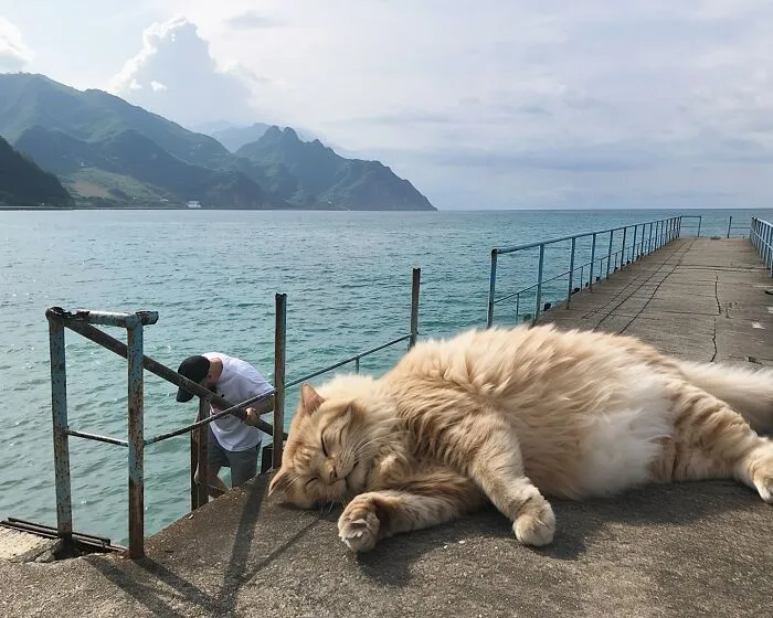 If Cats Were Giants: 24 Surreal Images Created By This Artist (New Pics)