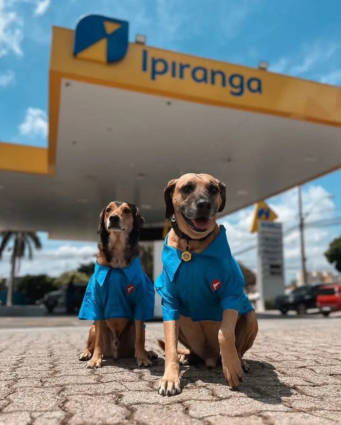 From Street Dog To Gas Station Star: The True Story Of Matuê, The Pup Who Won Over A City — And The Internet-Interview (24 Pics)