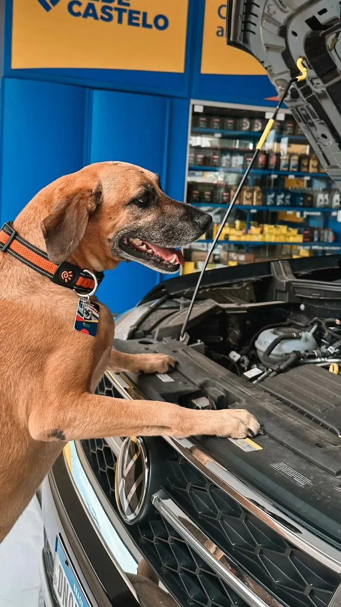 From Street Dog To Gas Station Star: The True Story Of Matuê, The Pup Who Won Over A City — And The Internet-Interview (24 Pics)