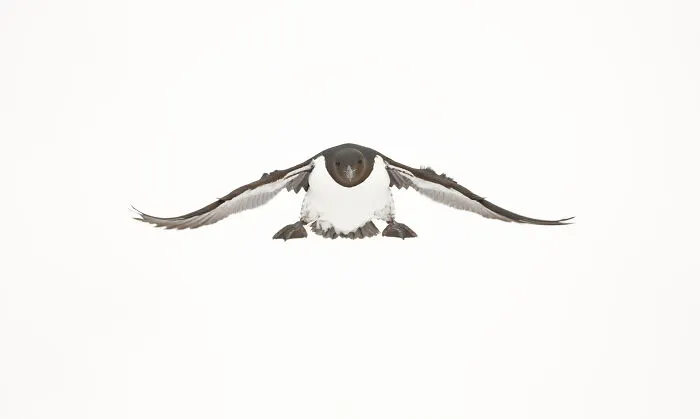 37 Breathtaking Photos Depicting The Lives Of Wild Birds By Jose Manuel Grandío