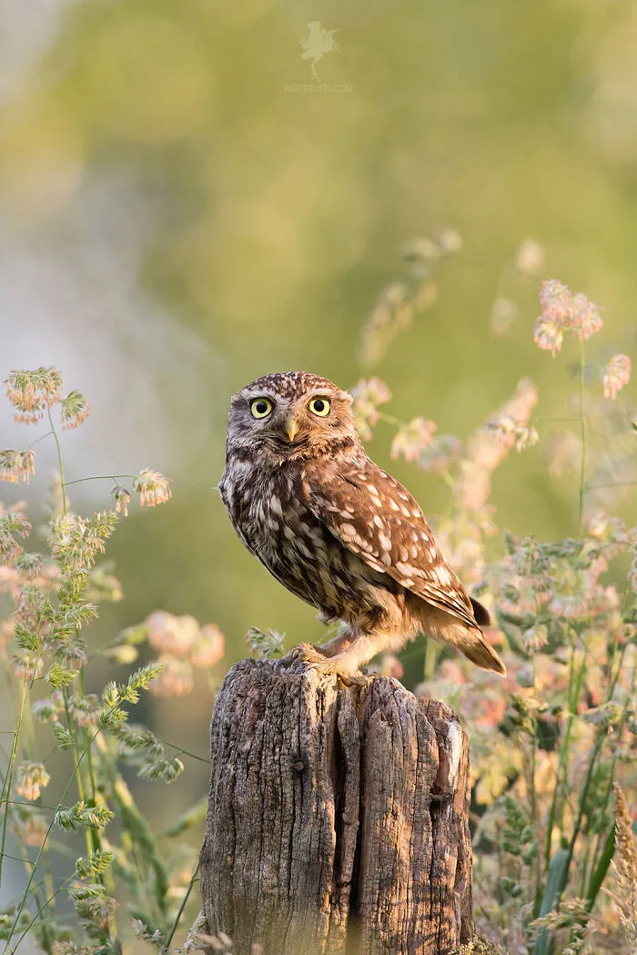 Our Community’s 50 Favorite Nature And Animal Photography Moments, Captured By Talented Photographers