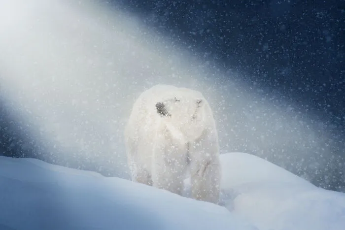 Our Community’s 50 Favorite Nature And Animal Photography Moments, Captured By Talented Photographers