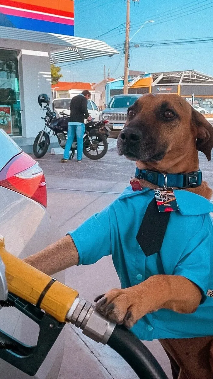 From Street Dog To Gas Station Star: The True Story Of Matuê, The Pup Who Won Over A City — And The Internet-Interview (24 Pics)