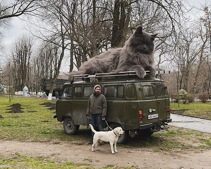 If Cats Were Giants: 24 Surreal Images Created By This Artist (New Pics)