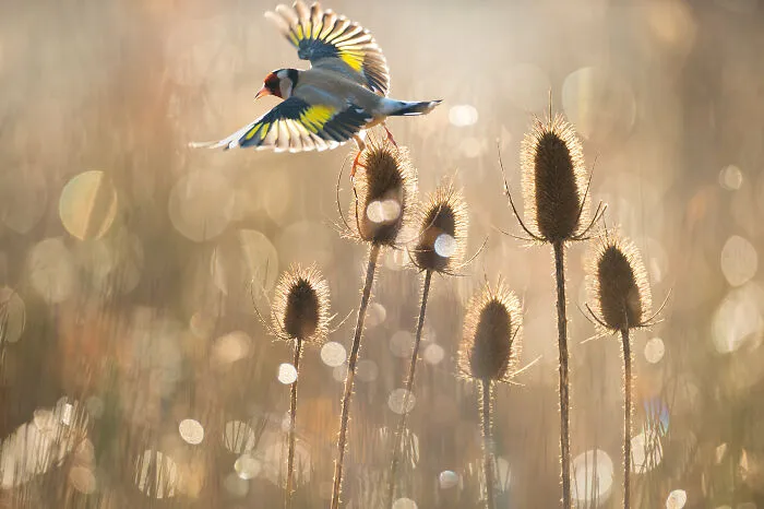 37 Breathtaking Photos Depicting The Lives Of Wild Birds By Jose Manuel Grandío