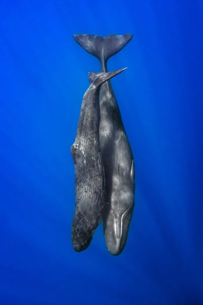 30 Enchanting Photos Capturing Wildlife By Kat Zhou