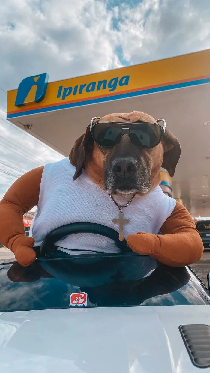 From Street Dog To Gas Station Star: The True Story Of Matuê, The Pup Who Won Over A City — And The Internet-Interview (24 Pics)