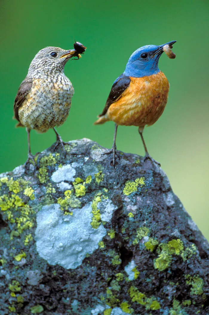 37 Breathtaking Photos Depicting The Lives Of Wild Birds By Jose Manuel Grandío