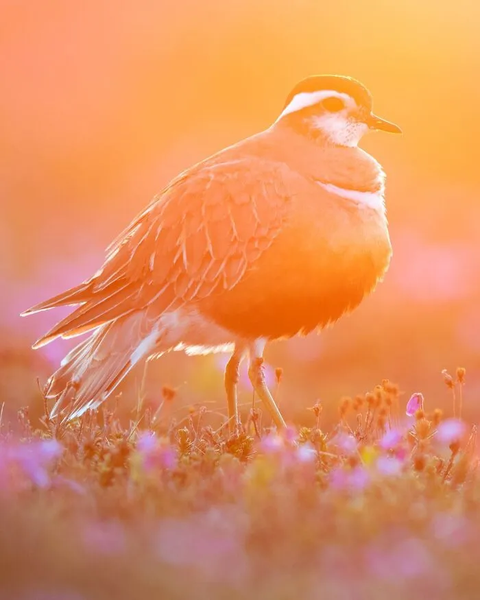 Photographer Captured 30 Captivating Images Depicting The Life Of Wild Animals