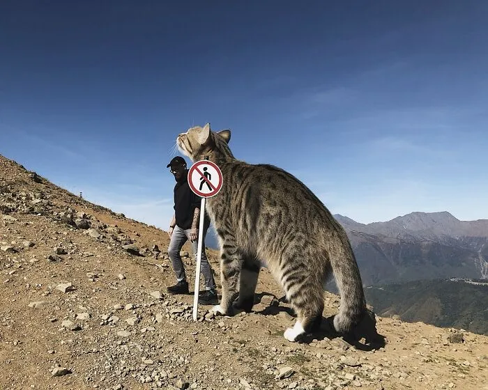 If Cats Were Giants: 24 Surreal Images Created By This Artist (New Pics)
