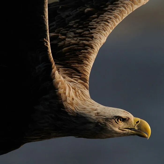 Photographer Captured 30 Captivating Images Depicting The Life Of Wild Animals