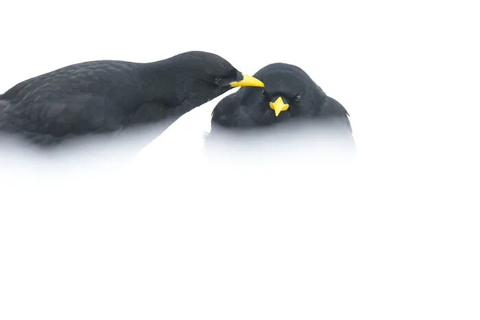 37 Breathtaking Photos Depicting The Lives Of Wild Birds By Jose Manuel Grandío