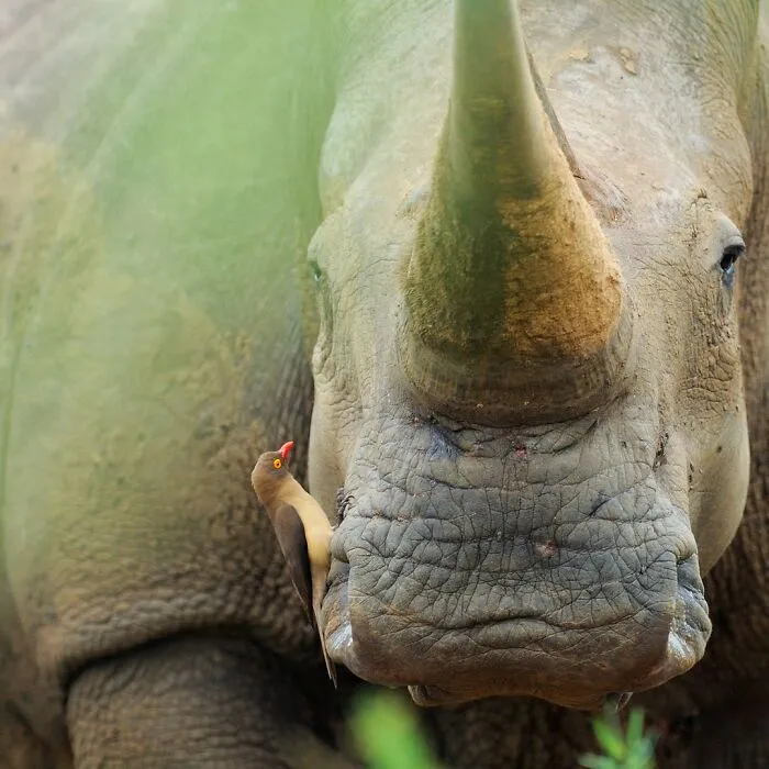 Photographer Captured 30 Captivating Images Depicting The Life Of Wild Animals