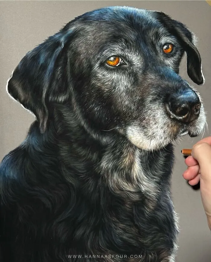 Realistic pet portrait of a black dog being drawn with pencils by Hanna Asfour.