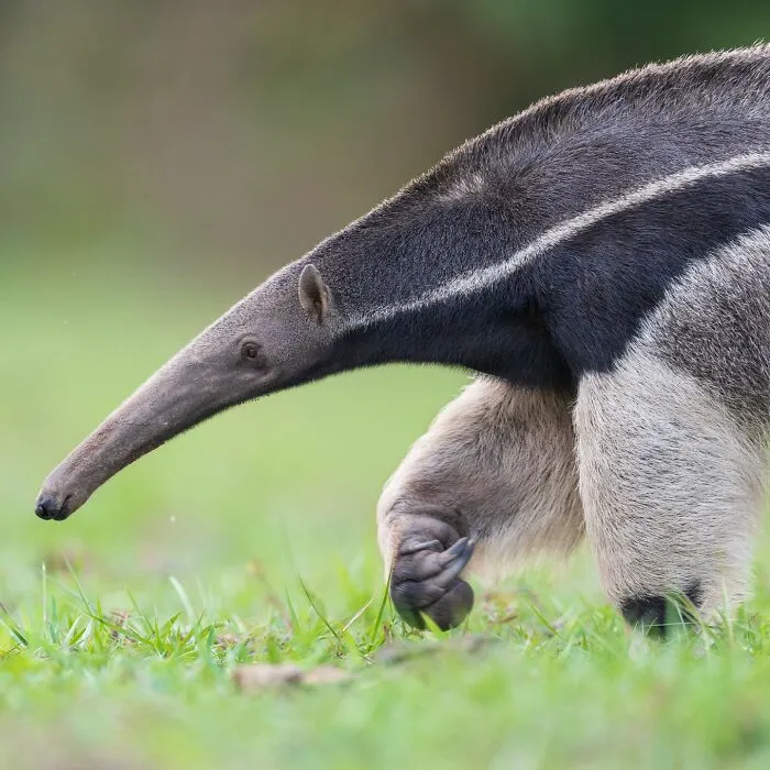 Photographer Captured 30 Captivating Images Depicting The Life Of Wild Animals