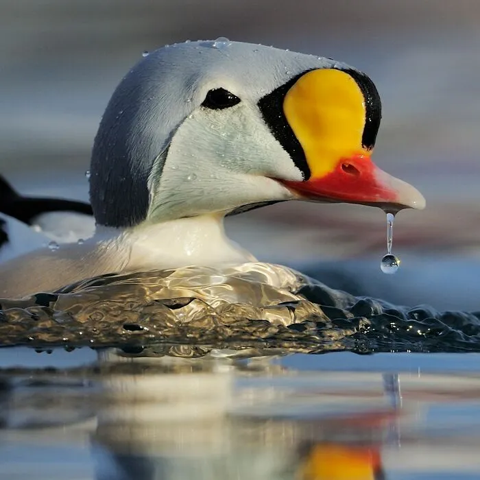 Photographer Captured 30 Captivating Images Depicting The Life Of Wild Animals