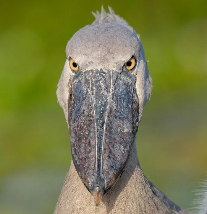 Photographer Captured 30 Captivating Images Depicting The Life Of Wild Animals