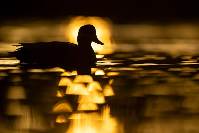 37 Breathtaking Photos Depicting The Lives Of Wild Birds By Jose Manuel Grandío