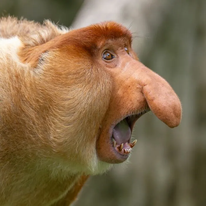 Photographer Captured 30 Captivating Images Depicting The Life Of Wild Animals