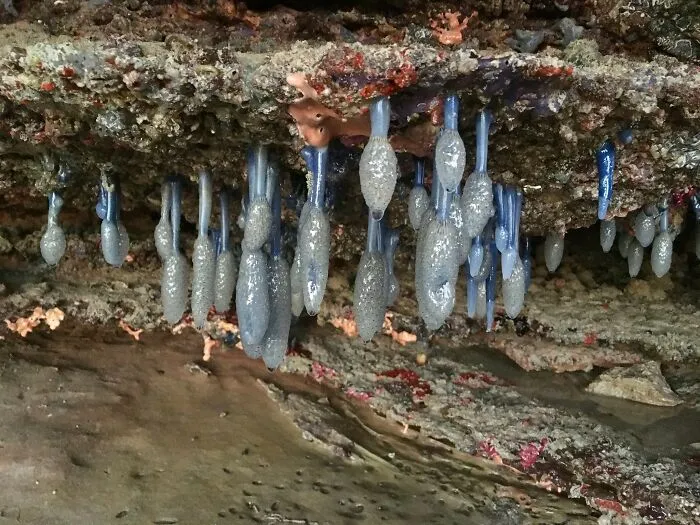 Sigillina Cyanea, These Are Strange Creatures To 15 Cm Long