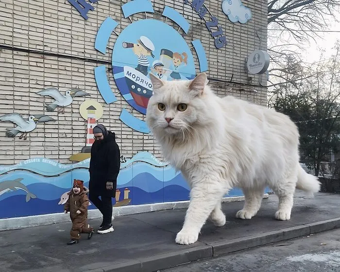 If Cats Were Giants: 24 Surreal Images Created By This Artist (New Pics)