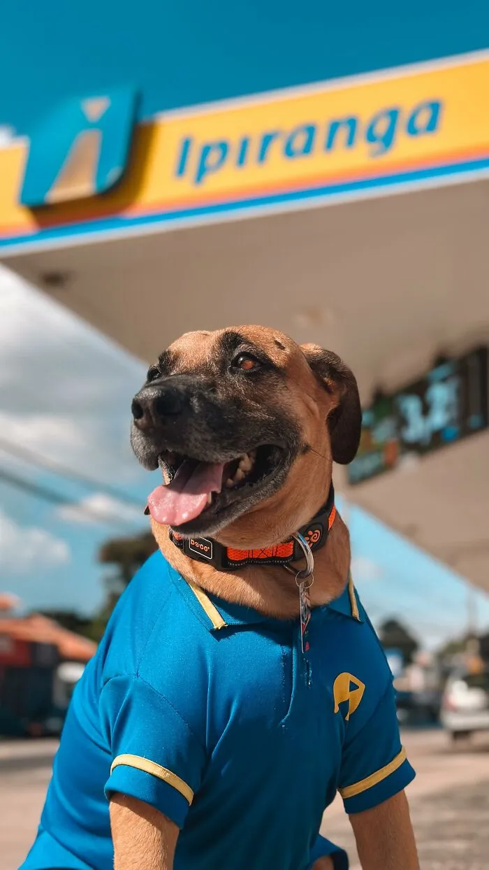From Street Dog To Gas Station Star: The True Story Of Matuê, The Pup Who Won Over A City — And The Internet-Interview (24 Pics)