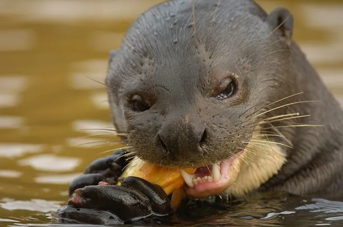 Photographer Captured 30 Captivating Images Depicting The Life Of Wild Animals