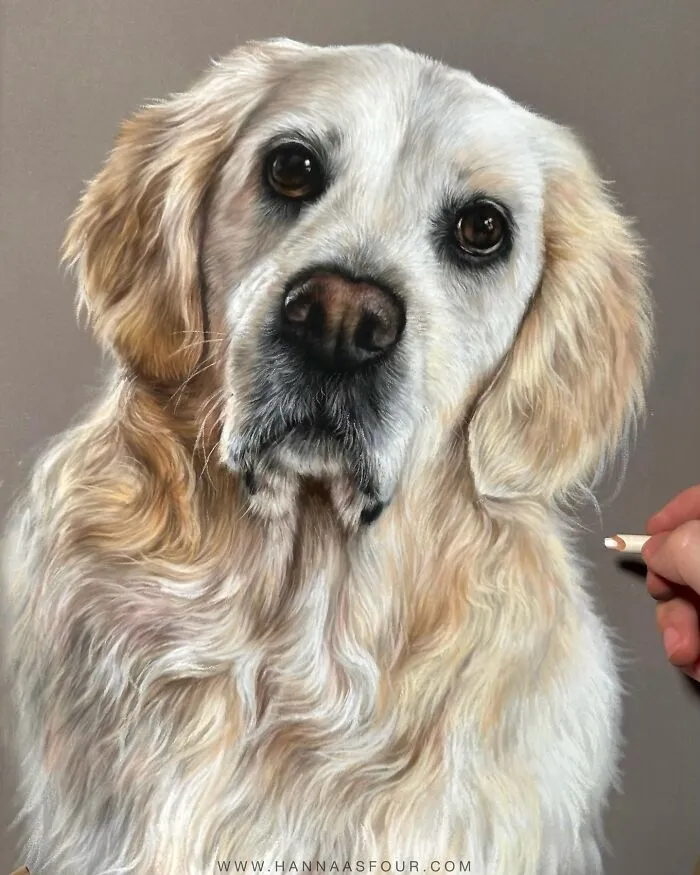 Realistic pet portrait of a dog created with pencil by Hanna Asfour, featuring detailed fur and lifelike expression.