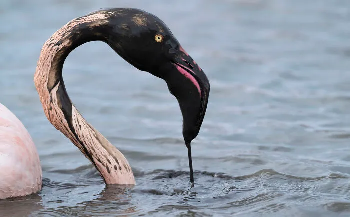 37 Breathtaking Photos Depicting The Lives Of Wild Birds By Jose Manuel Grandío