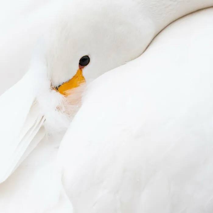Photographer Captured 30 Captivating Images Depicting The Life Of Wild Animals