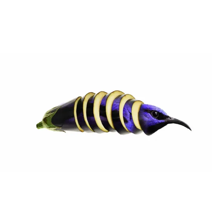 Eggplant Bird