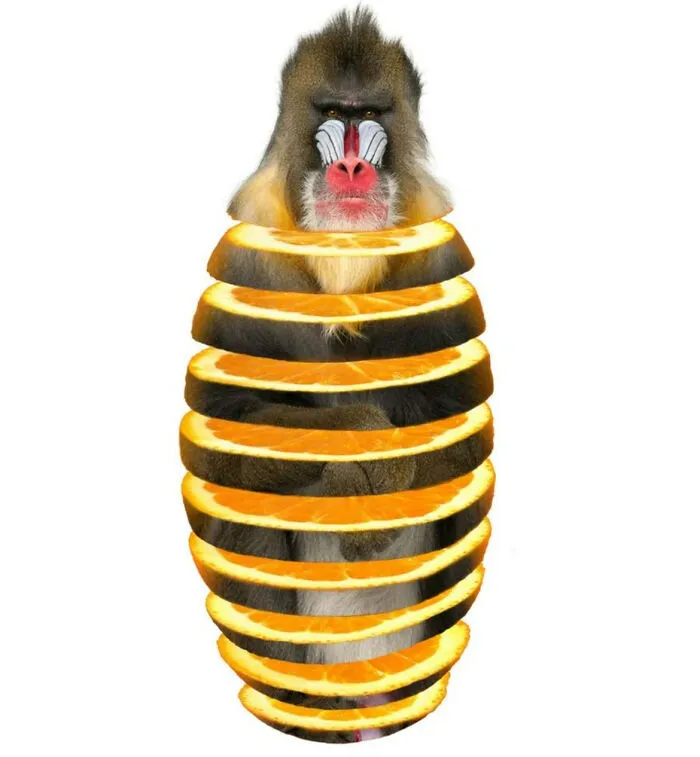 Grapefruit Mandrill