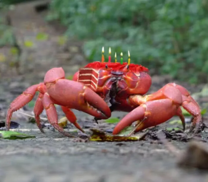 Crab Cake
