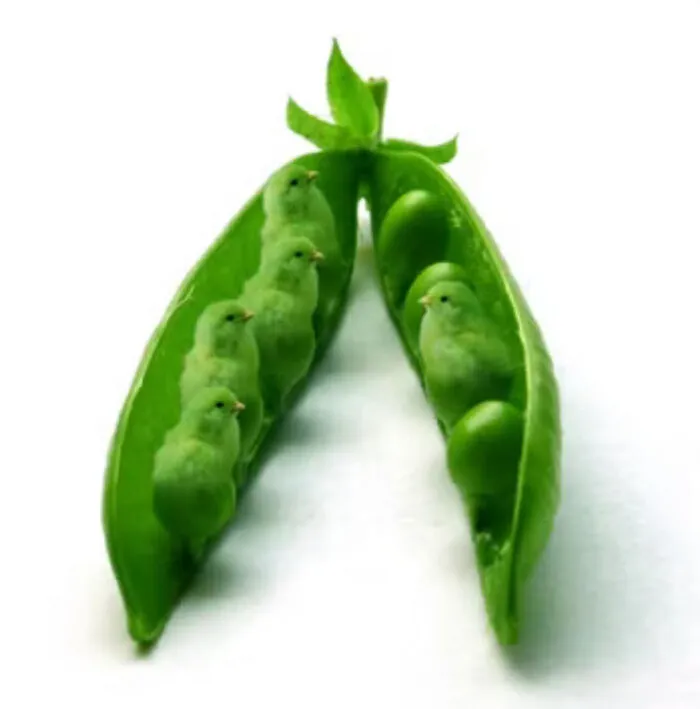 Pea Birds