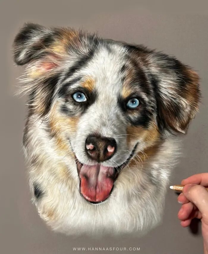 Realistic pet portrait drawn with pencils by Hanna Asfour, featuring a detailed image of a dog.