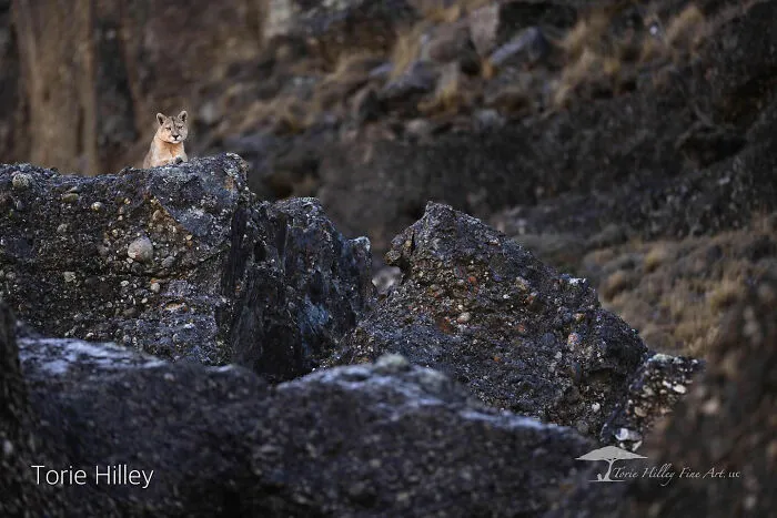 Wildlife beauty captured by Torie Hilley: A small animal perched on rugged rocks in a natural setting.