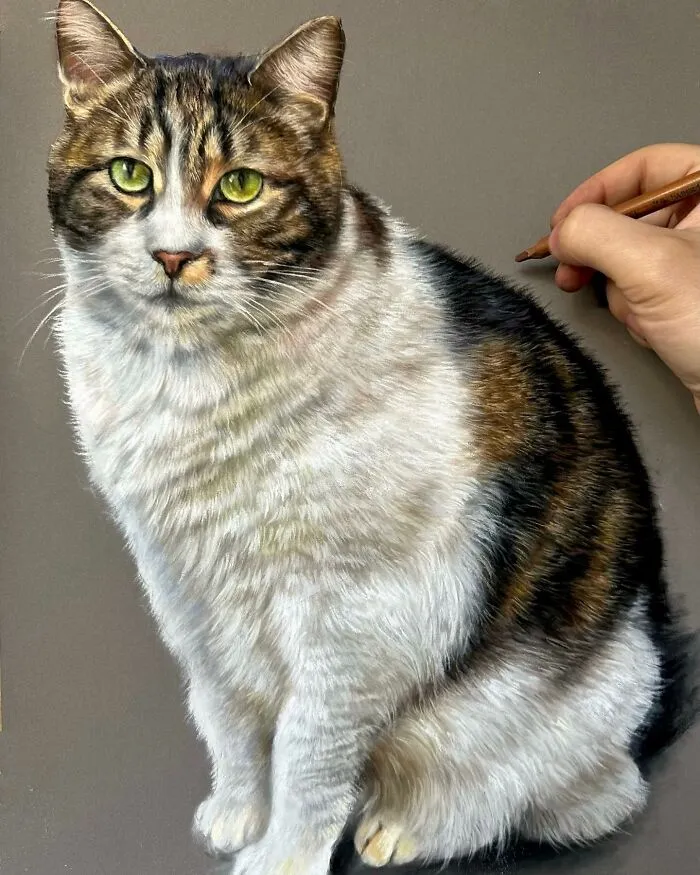 Realistic cat portrait drawn with pencils by Hanna Asfour, showing intricate details and lifelike fur texture.