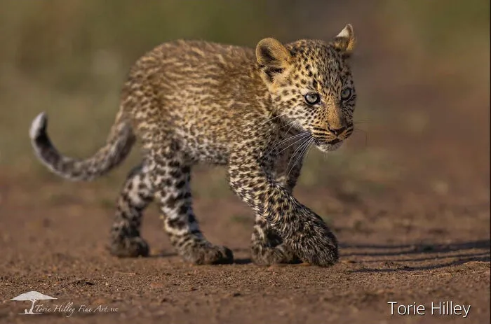 This Photographer Traveled Across The World And Captured These 30 Stunning Wildlife Moments