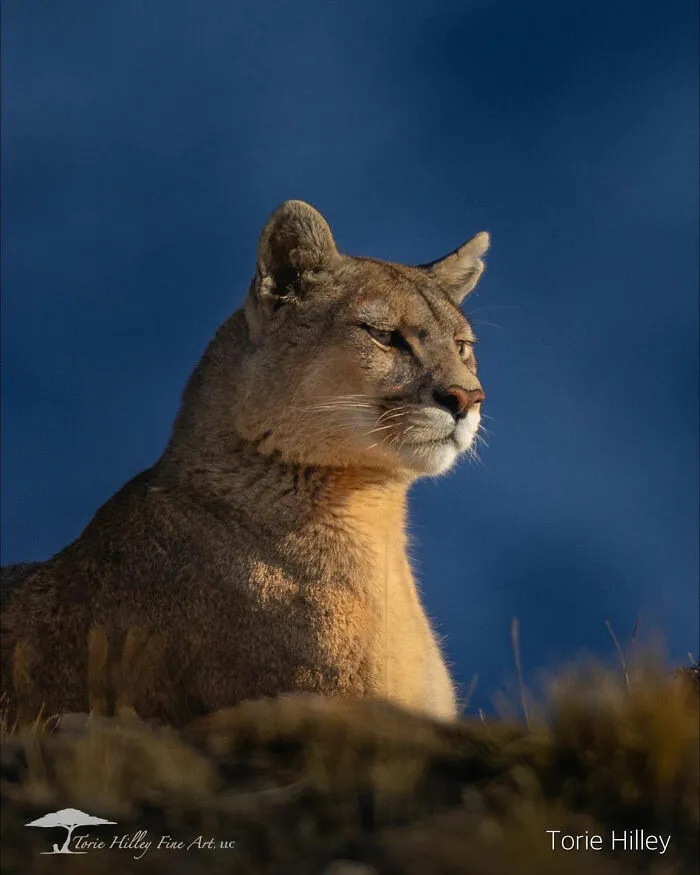 This Photographer Traveled Across The World And Captured These 30 Stunning Wildlife Moments