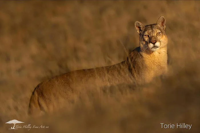 This Photographer Traveled Across The World And Captured These 30 Stunning Wildlife Moments