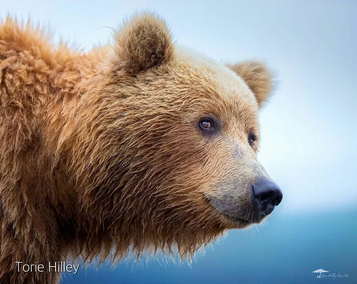 This Photographer Traveled Across The World And Captured These 30 Stunning Wildlife Moments