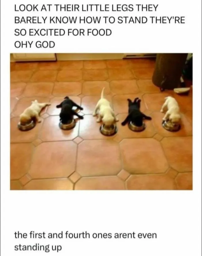 50 Random Memes That Might Make The Day Feel A Bit Lighter