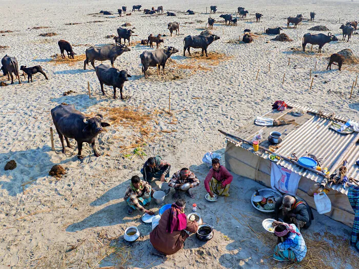 World Food Programme Food For Life: At Dawn, Herders Enjoy Breakfast With Grazing Buffaloes By Pinu Rahman, Bangladesh