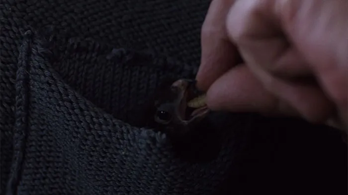 A baby bird being fed a worm while nestled in a dark knit pocket, showcasing fun facts in nature.