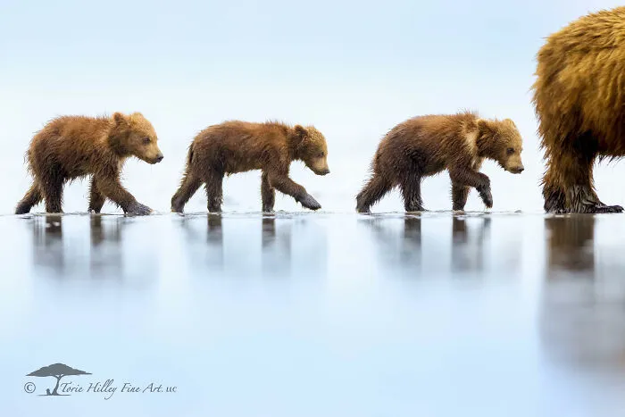 This Photographer Traveled Across The World And Captured These 30 Stunning Wildlife Moments