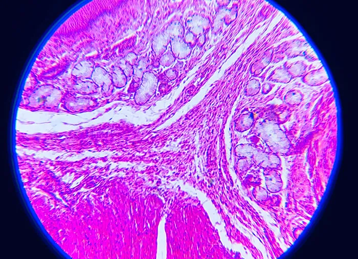Microscopic image of tissue cells stained in pink and purple highlighting moments in history with unseen importance.
