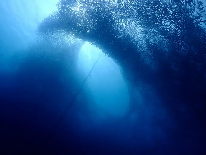 30 Scary And Unsettling Things People Wish Were Lies But Are Actually Scientific Facts