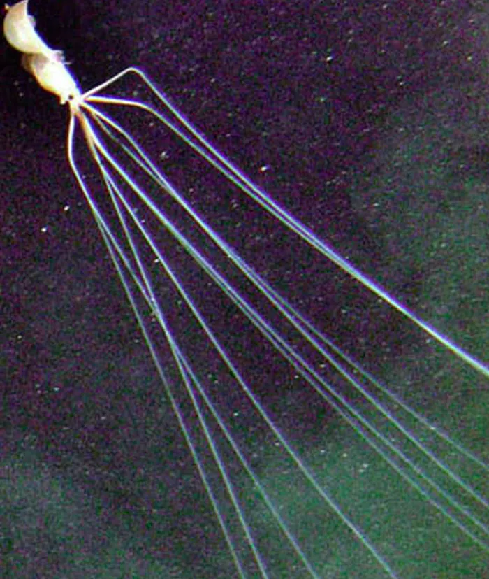 30 Scary And Unsettling Things People Wish Were Lies But Are Actually Scientific Facts